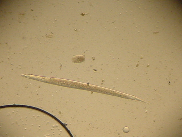 Naja melanoleuce worm.JPG [62 Kb]